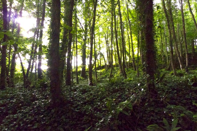 trees9 - Version 2.jpg